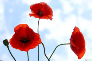 poppies